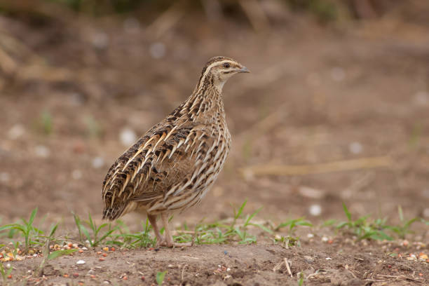 istock Rain Quail bird seek a food on ground 667868950