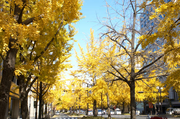 istock Mido-Ginkgo biloba 667869690