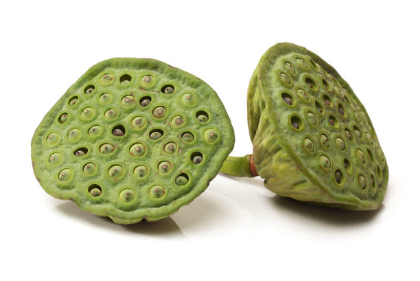 istock Lotus pods （Lotus seeds）    on a white background 667870398
