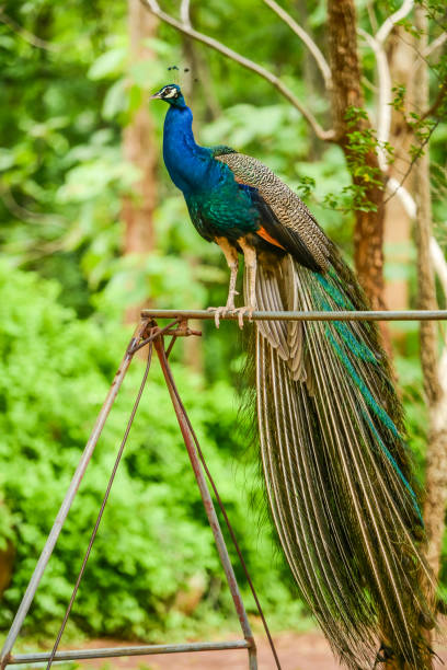 istock Beautiful peacock holding on iron swing 667873922