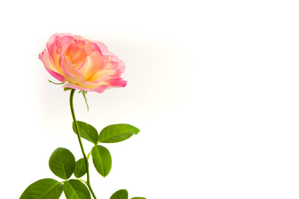 The pink rose flower on the white background