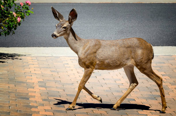 istock Young deer walking on California driveway 667874186