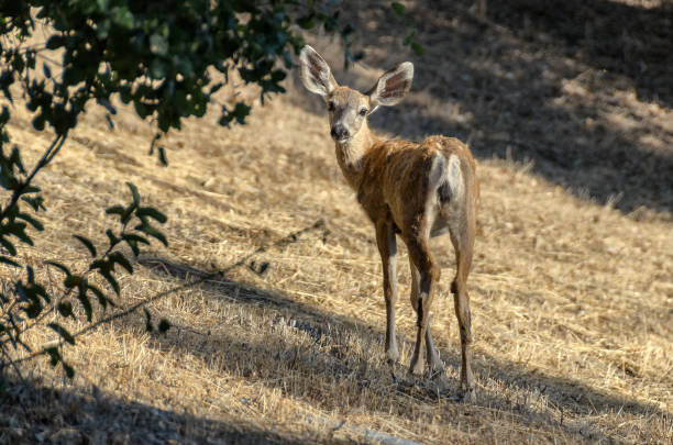 A young deer on a grassy hill looks back at the camera in a Southern California neighborhood