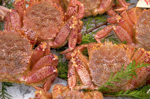 istock Horsehair crab 667875252