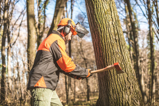 istock Lumberjack in woods with work tools - saw, ax, chainsaw, cutting trees 667875646
