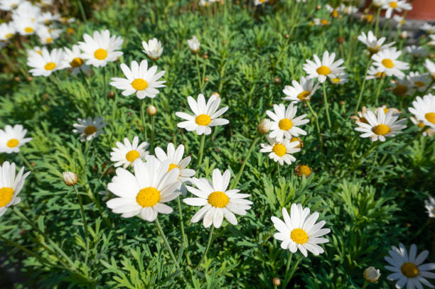 istock white flower in green leaves background 667878416