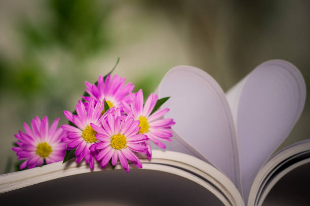 istock Blooming Alpine asters flowers with hearts shape 667883144