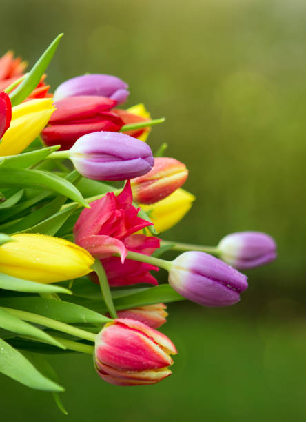 Spring colorful tulips isolated stock photo