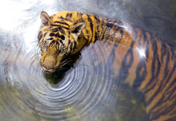tiger in the pond stock photo