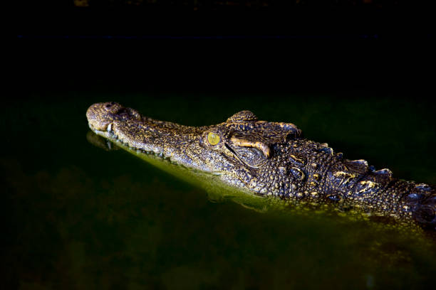 istock crocodile in the water 667888316