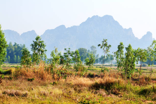 istock Dry landscape of Phitsanulok 667889958