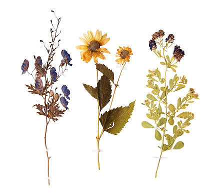 Set of herbarium wild dry pressed flowers and leaves, isolated