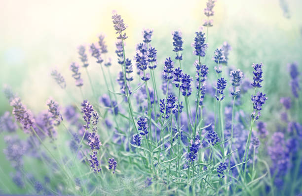 istock Soft focus on beautiful lavender flower 667898596
