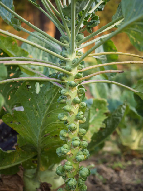 istock Brussels sprout in the garden 667898648