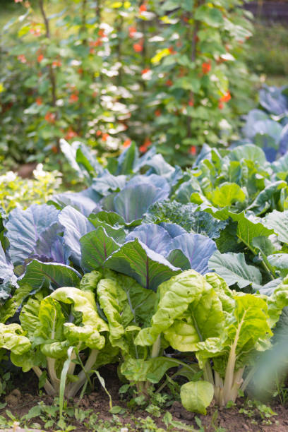 istock Various cabbages seedbed in the garden 667903174