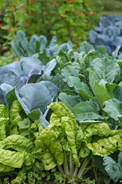 istock Various cabbages seedbed in the garden 667904426