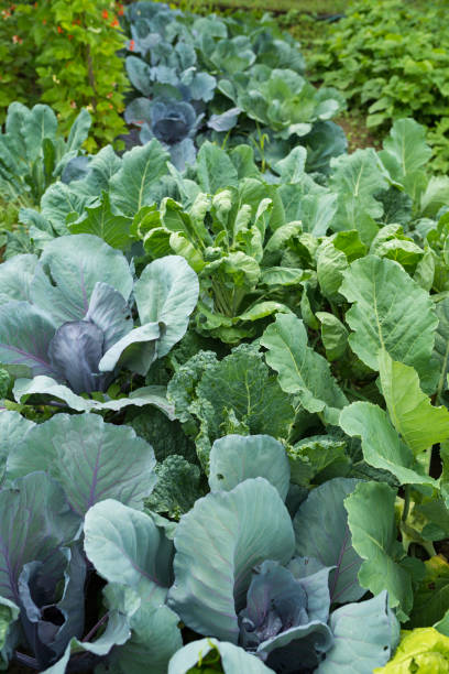 istock Various cabbages seedbed in the garden 667905058