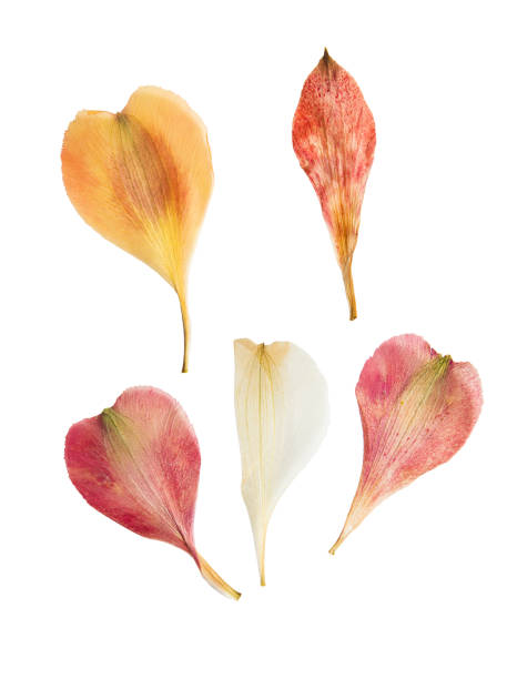 istock Pressed and dried flower petals alstroemeria, isolated on white 667905156