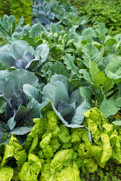 istock Various cabbages seedbed in the garden 667905328