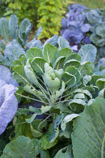 istock Various cabbages seedbed in the garden 667909098