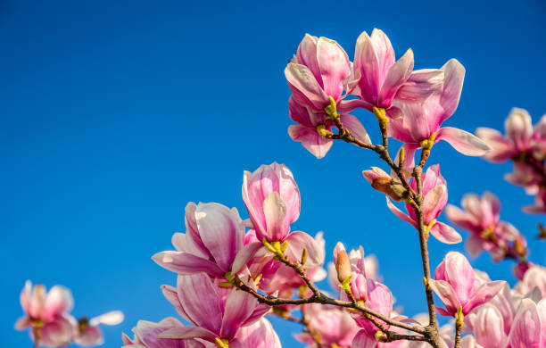 fleurs de magnolia sur un fond de ciel bleu - spring magnolia flower sky photos et images de collection