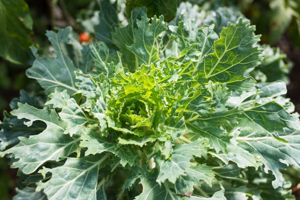 istock Ornamental kale head in the garden 667910028