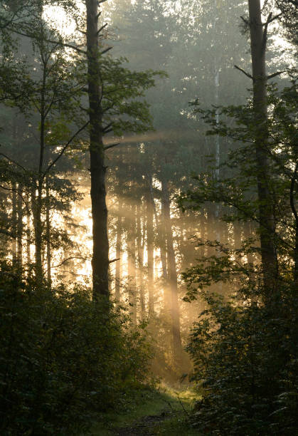 istock Silhouette of a pine forest at dawn. 667913944