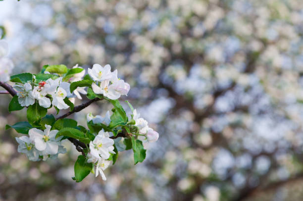 istock A blooming branch of apple tree in spring 667918994