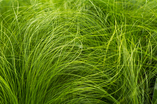 Stipa tenufolia long thin  long grass