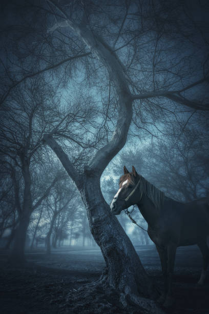 istock Horse in the Forest 667927240