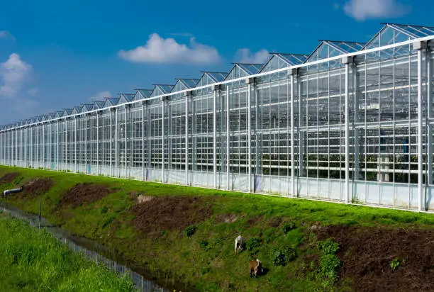 Photo of High green houses in the green heart of Holland