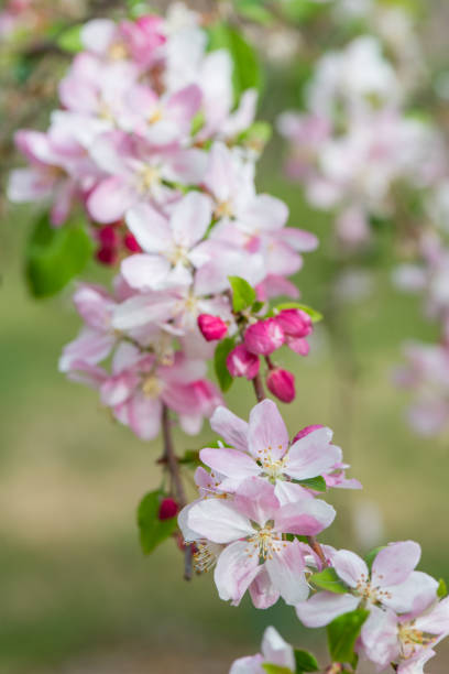 istock Flowering Branch of Crabapple Tree 667928144