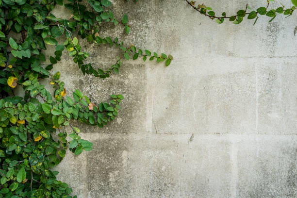 istock green leaves on wall with copy space 667930082