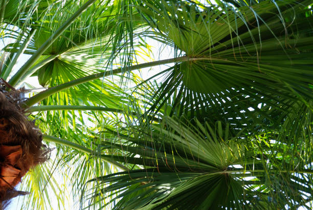 istock Cycas revoluta 667946724