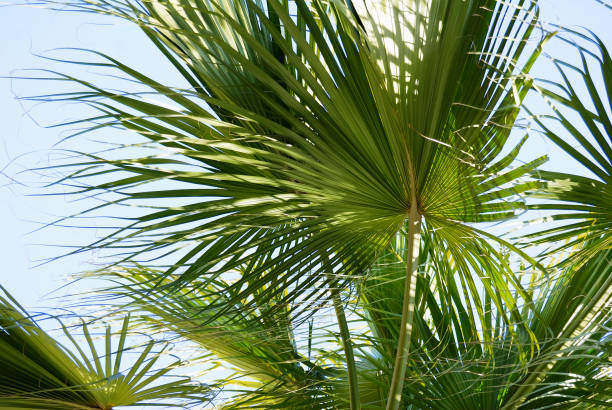 istock Cycas revoluta 667946750