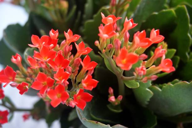 istock Four red petal flower, Kalanchoe Flower 667948194