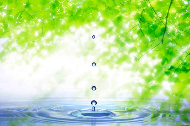 Fresh green leaves with water drops
