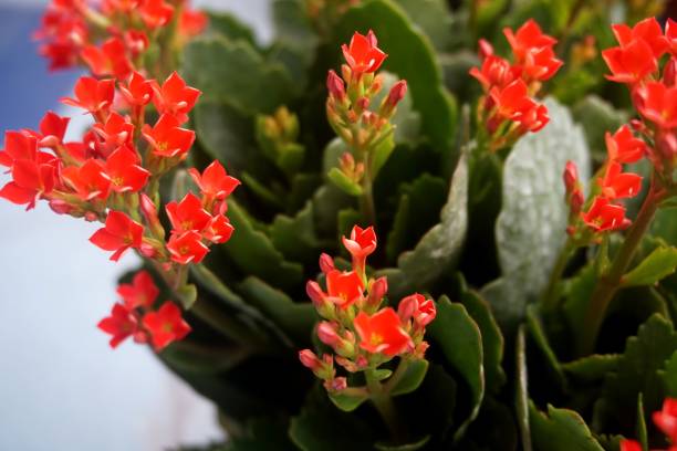 istock Four red petal flower, Kalanchoe Flower 667955408