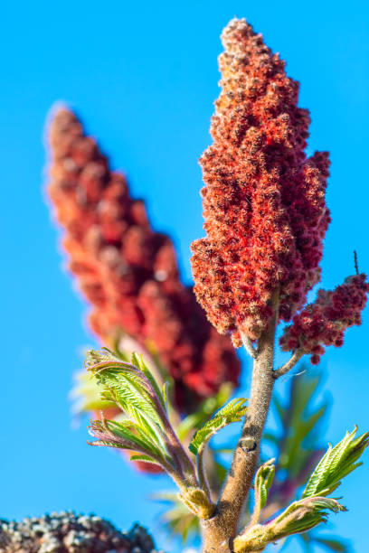 Close-up of sumac leaves and its red fluffy fruit flower growing under bright sunlight in end of march, early april in spring season. New small green leaves are very beautiful when they emerge from the branch, with leaf vein and beautiful natural pattern. This plant is a Sumac, also called Virginia Sumac, Rhus typhina or Staghorn Sumac.