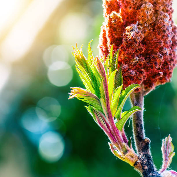 Close-up of sumac leaves and its red fluffy fruit flower growing under bright sunlight in end of march, early april in spring season. New small green leaves are very beautiful when they emerge from the branch, with leaf vein and beautiful natural pattern. This plant is a Sumac, also called Virginia Sumac, Rhus typhina or Staghorn Sumac.