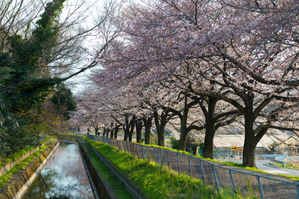 istock Beautiful cherry blossom sakura in spring time over blue sky. 667959656