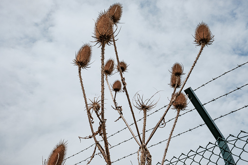 High barbed wire perimeter fence seen installed around a large, and out of view signals intelligence base used by the western powers. The image also shows a large, mostly dead weed in the foreground.