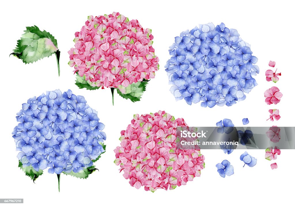 Blue and pink watercolor hydrangea floral design. Used for wedding or greeting card template, fabric print composition, st.Valentine's day card or Mothers day card decoration. Botanical illustration Art stock illustration