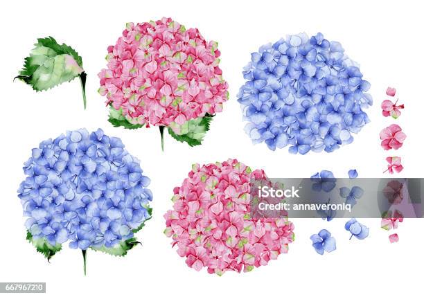 Blue And Pink Watercolor Hydrangea Floral Design Stock Illustration - Download Image Now - Art, Beauty, Blossom