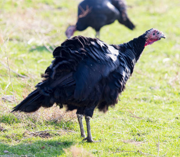 istock farm turkeys outdoors 667967940