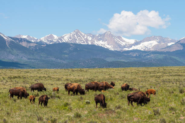 American Bison on the Range American Bison graze on the open range in Colorado. bull pine stock pictures, royalty-free photos & images