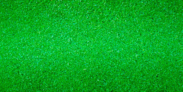 istock grass background Golf Courses green lawn 667976974