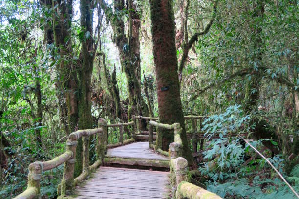istock nice path through the highest forest of Thailand 667977604