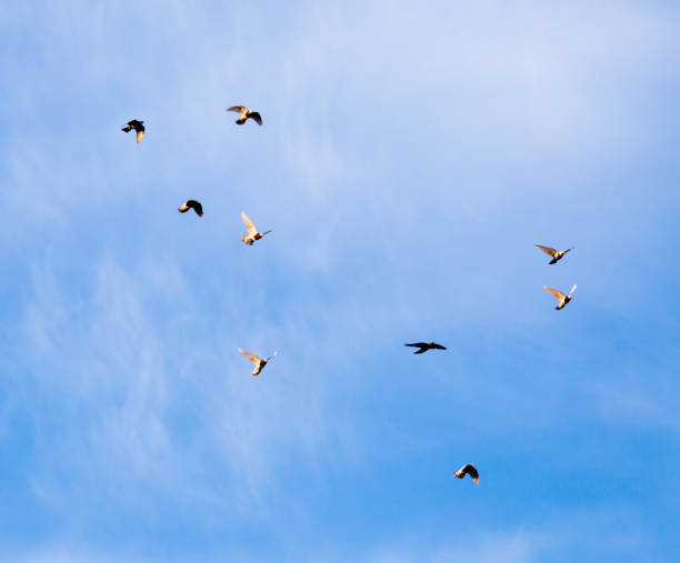 istock a flock of pigeons in the sky 667980986