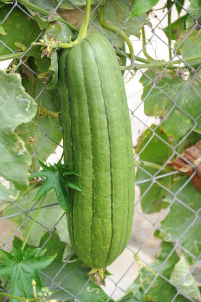 istock Zucchini on the field - Spain 667989040